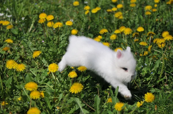 Bílý králík v žluté květy — Stock fotografie