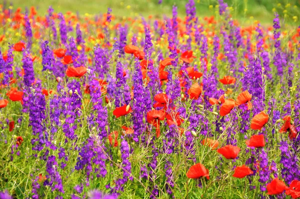 Campo de amapola roja con abejorro volador —  Fotos de Stock