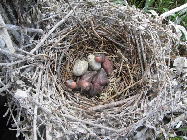 stock image Cormorants nesting