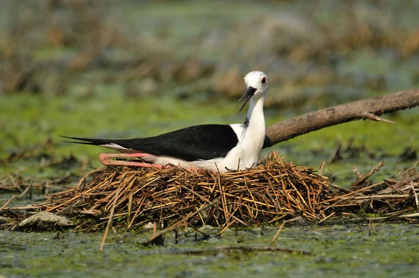 Vlastelica、 鸟巢、 水、 巢、 卵、 鸟、 黑色和白色的鸟 — 图库照片