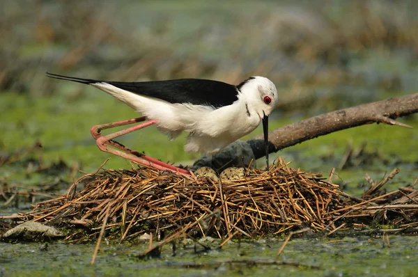 Vlastelica, o ninho de pássaros, água, ninho, ovos, pássaros, pássaros pretos e brancos — Fotografia de Stock