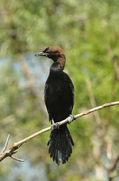 Petit cormoran — Photo