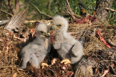 An eagle two on the nest clipart