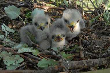 Buzzard eagle on the nest clipart