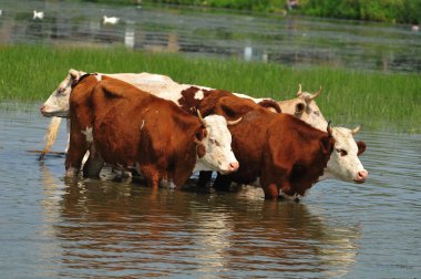 Cow at the river