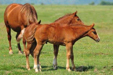 iki kahverengi foals