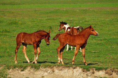 iki kahverengi foals