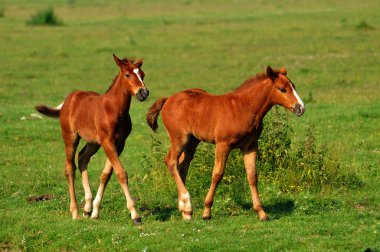 iki kahverengi foals