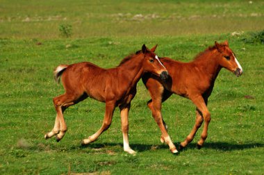 iki kahverengi foals