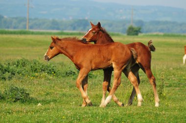 iki kahverengi foals