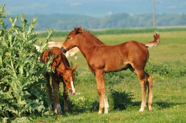 iki kahverengi foals