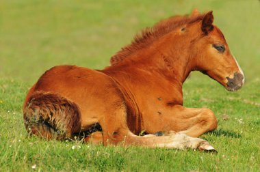Foal on pasture clipart