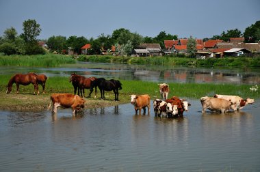 inek ve atları Nehri üzerinde