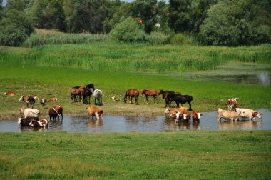 inek ve atları Nehri üzerinde