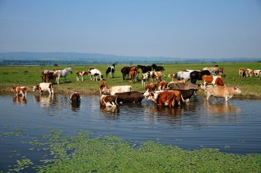 inek ve atları Nehri üzerinde