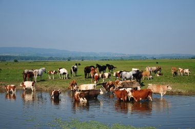 inek ve atları Nehri üzerinde