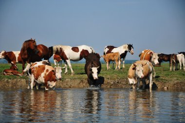 inek ve atları Nehri üzerinde