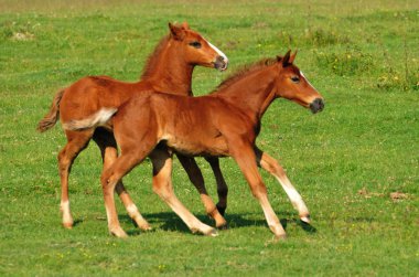 iki kahverengi foals