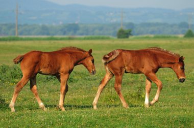 iki kahverengi foals