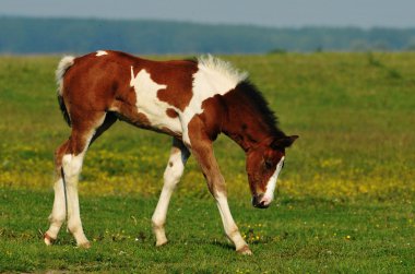 Foal on pasture clipart