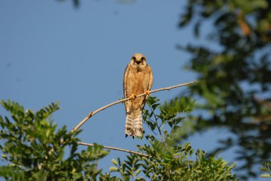 Falco Vespertinus