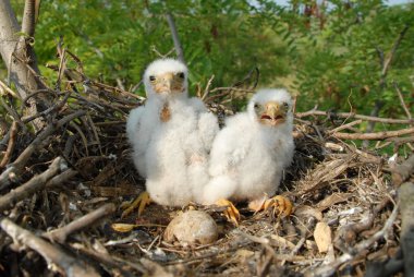 Falco vespertinus yuvaların üzerinde