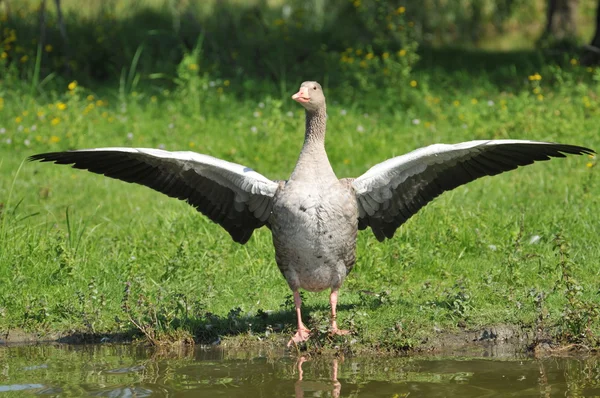 Літати гусей — стокове фото
