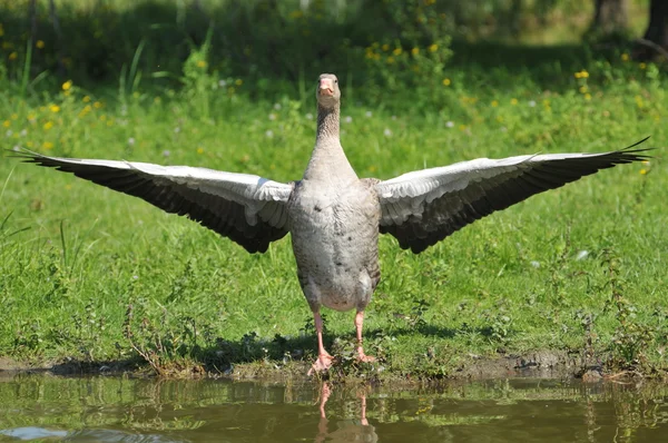 Літати гусей — стокове фото