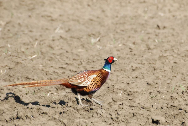 Pheasant in field — Stock Photo, Image