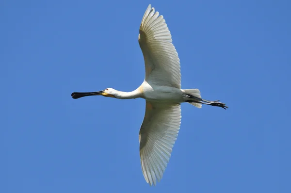 Spoonbill in flight — Stock Photo, Image