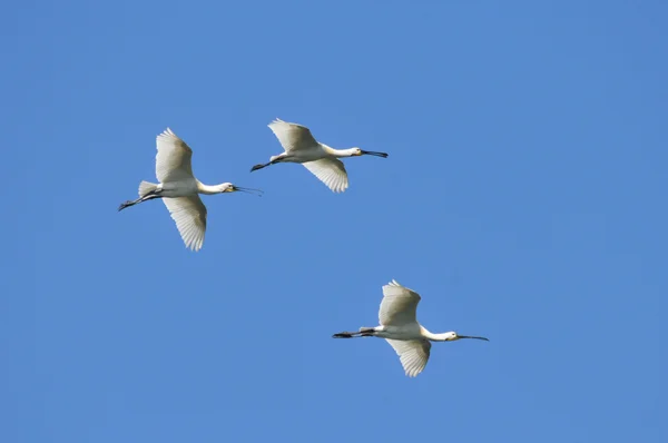 stock image Three Spoonbill in flight