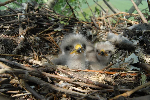 Buzzard eagle on the nest — Stock Photo, Image
