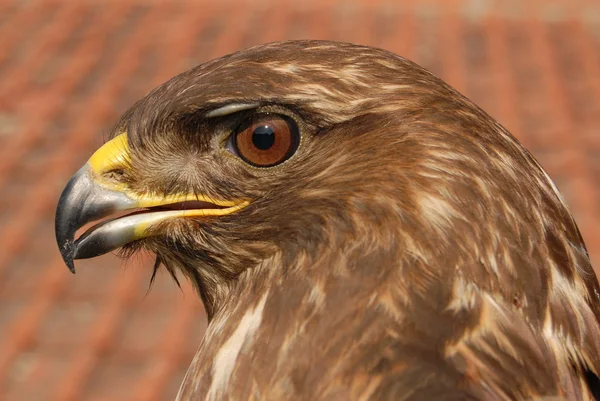 Porträtt av rovdjur buzzard — Stockfoto