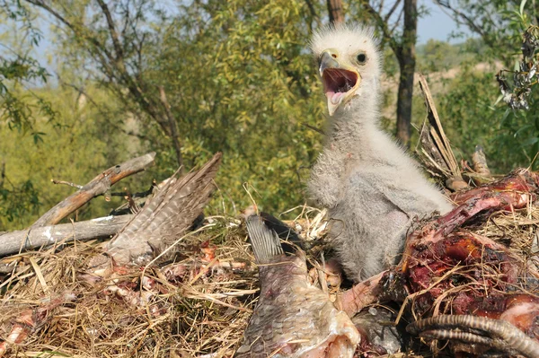 Águila de cola blanca en el nido —  Fotos de Stock