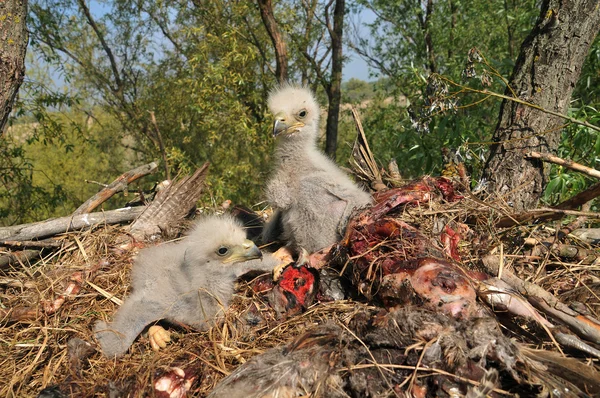 An eagle two on the nest — Stock Photo, Image