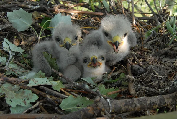 Buzzard eagle on the nest — Stock Photo, Image