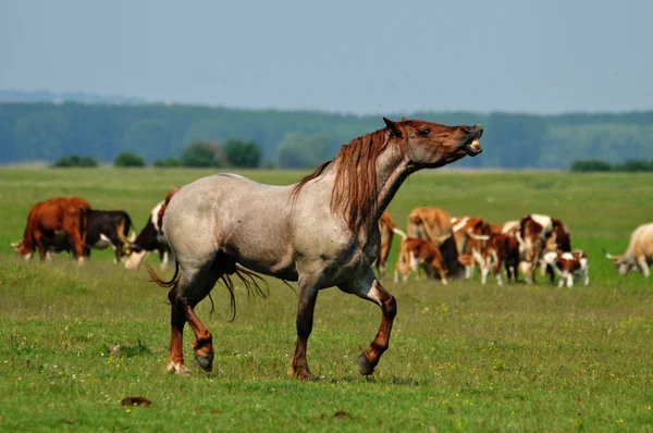 Stallion running across the field — Stock Photo, Image