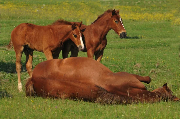 stock image Mare with a foal in a meadow