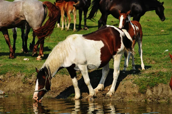Horses on river — Stock Photo, Image