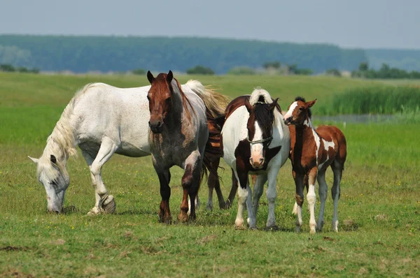 Wild horses on the field — Stock Photo, Image