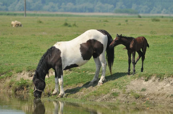 Paarden op de rivier — Stockfoto