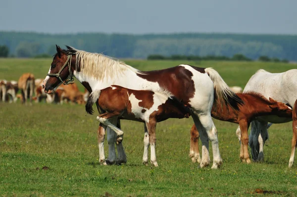 母马与小马驹在草地上 — 图库照片