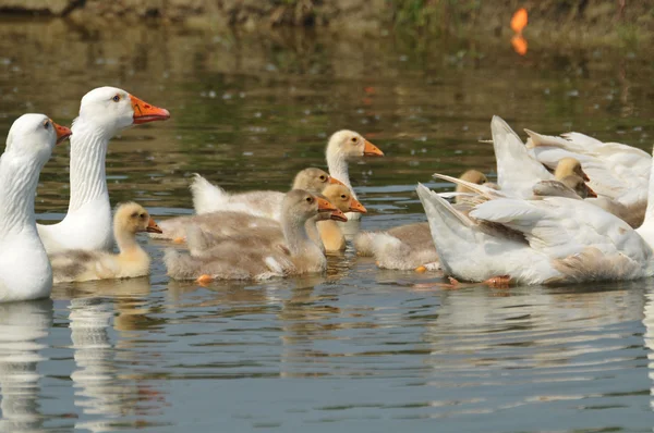 Geese in the Pond — Stock Photo, Image
