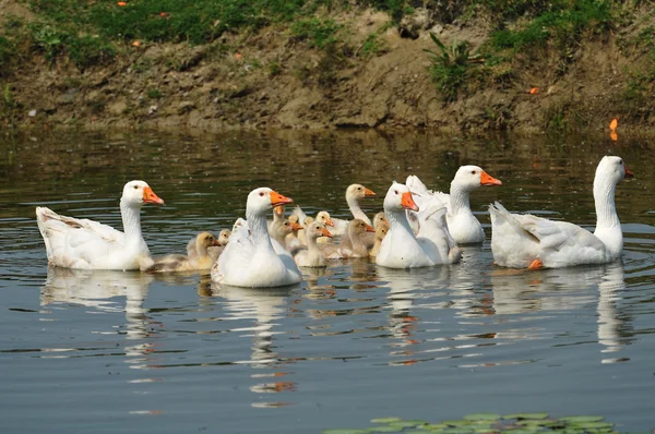 Geese in the Pond — Stock Photo, Image