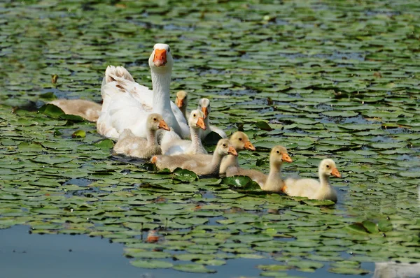 Gansos en el estanque — Foto de Stock