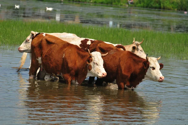 Cow at the river — Stock Photo, Image