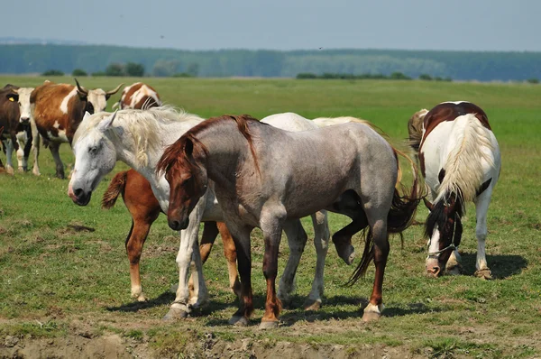 牧草地の馬とロバ — ストック写真