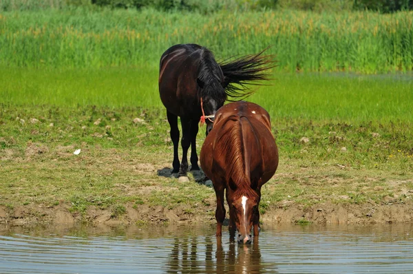 강 말 — 스톡 사진