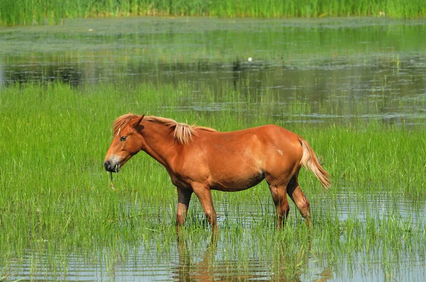 Konie na rzece — Zdjęcie stockowe