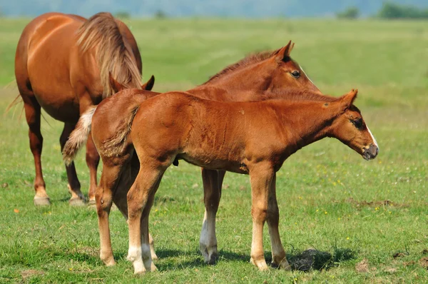 Два коричневий foals — стокове фото